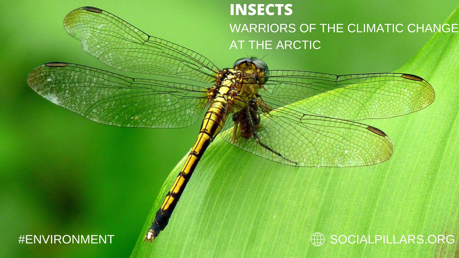 INSECTS WARRIORS OF THE CLIMATIC CHANGE AT THE ARCTIC